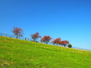 Fototapeta premium 桜の並木のある秋の江戸川土手風景
