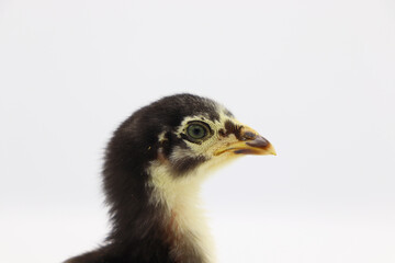 Beautiful black little chick isolated on the white