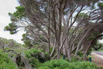 wind swept trees in coastal park