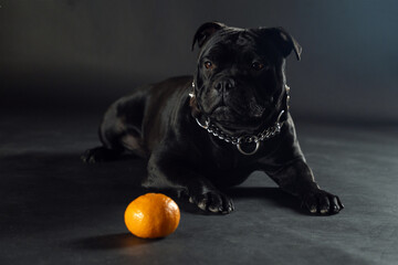 Black dog of staffordshire bull terrier breed, lying down on dark background on tangerine in front...