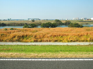 Fototapeta premium 土手から見る秋の江戸川河川敷の荻原風景