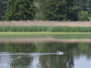 Naklejka na ściany i meble Duck and heron at breeding pond in Goczalkowice, Poland