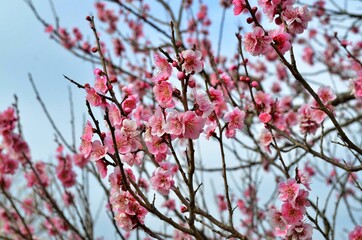 梅の花3　ピンク