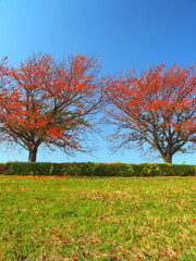Naklejka premium 江戸川土手の紅葉の桜と青空
