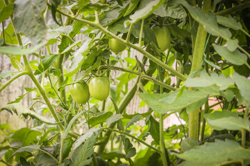 Young green tomatoes hanging on a branch in a rustic greenhouse. Natural gardening without chemicals