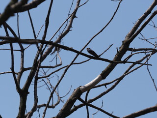 One swallow sits on tree in Goczalkowice in Poland