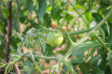 Tomatoes ripening in the garden.