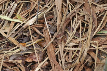Curcuma longa or turmeric plant leaves left over after harvesting. Turmeric is medicinal plant also used in beauty products and food ingredients