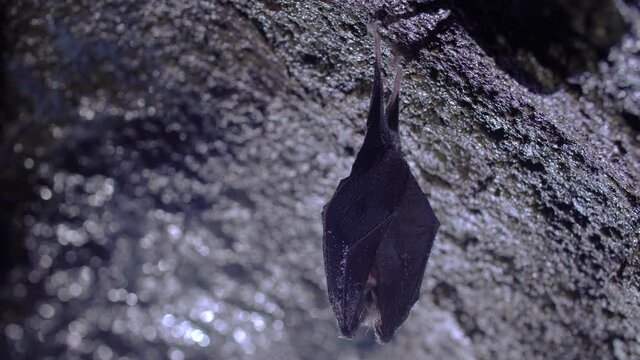 Close up small sleeping horseshoe bat, hanging from top of cold natural rock cave while hibernating. Creative wildlife take. Shining background colors. Natural environment.