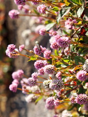 Pink flowers in Japan