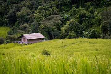 House in the rice field ,The Homestay Farm on Chiang Mai,Thailand,Asia
