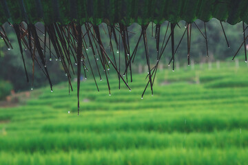 Rain on the eaves during the rainy season. House in the rice field ,The Homestay Farm on Chiang Mai,Thailand,Asia