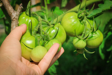 A hand picking tomato from garden. Autumn, food.