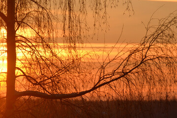 Obraz premium A dark silhouette of the top of a bare tree with a large trunk and beautiful branches against a blazing sunset sky on a winter. Natural winter bright sunset background. Trees in winter.