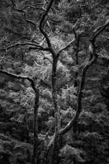 Lovely  black and white image of ancient tree in woodland in Winter in Scotland