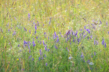 Summer background of flowering meadow plants on a natural background with soft selective focus.