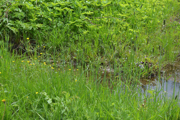Wet soil and puddles filled with water with green grass growing in a field or garden in early spring. Close-up of grass in spring. Wet soil background, dirty soil texture.