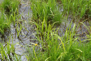The texture of the mud or wet soil. Dirty mud road with water.