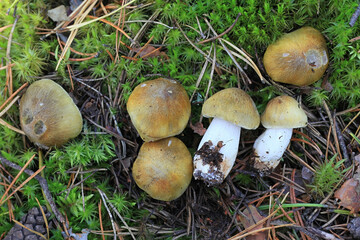 Tricholoma arvernense, also called Tricholoma sejunctoides, a knight mushroom from Finland with no common english name