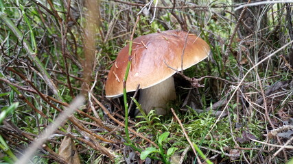 mushrooms in the forest