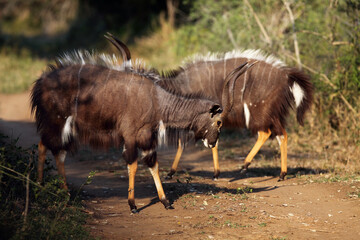 The nyala (Tragelaphus angasii), also called inyala, a pair of males in the ritual duel.A pair of male extremely colorful antelopes during mating time rituals.