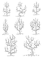 Fototapeta premium hand drawn side view tree vector set.