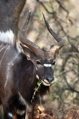 Portrait of a Nyala antelope grazing on grass residues, the nyala (Tragelaphus angasii), also...