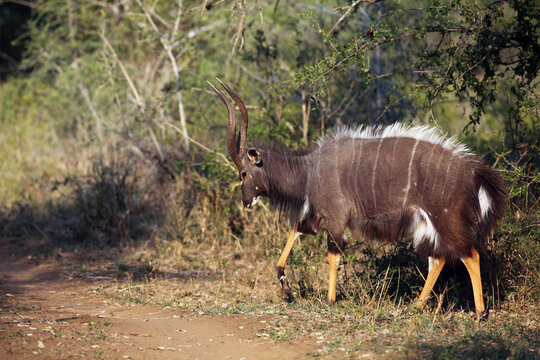 The nyala (Tragelaphus angasii), also called inyala, adult male in the ritual duel