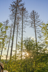 A wonderful sunset in the evening between the tall long trees