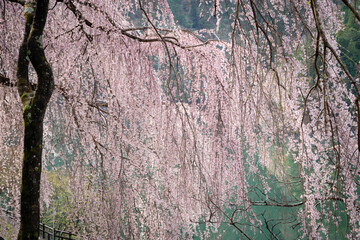 早朝の湖と満開の枝垂れ桜