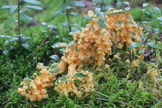 Fuligo muscorum, known as Apricot slime mold