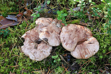 Sarcodon scabrosus, also called Hydnellum scabrosum, bitter tooth or bitter hedgehog, wild mushroom...