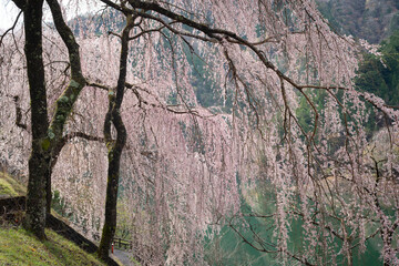 早朝の湖と満開の枝垂れ桜