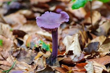 mushroom Amethistzwam - Laccaria amethystina