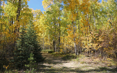Trail in aspen tree forest - Rocky Mountains, Colorado