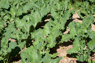 Sydney Australia, cabbage plants under cultivation