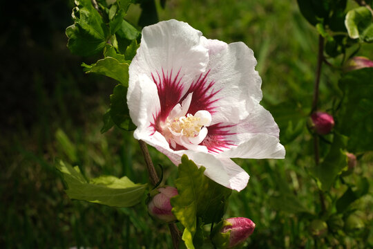 Dettaglio di un fiore di ibisco in un giardino.