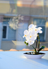White blooming orchid in a vase by the window