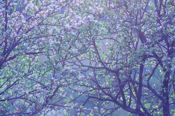 abstract landscape in the spring apple garden, beautiful seasonal background