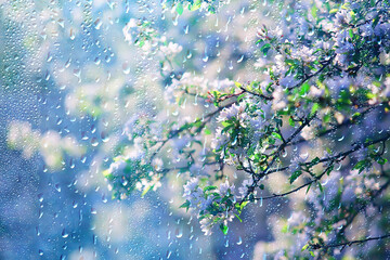 spring flowers rain drops, abstract blurred background flowers fresh rain