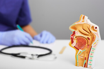 Nasal and oral cavity anatomical model for medical study on doctors table. ENT doctor during...