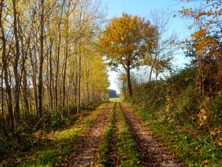 autumn in the forest