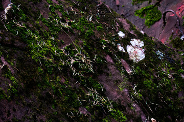 Moss wall