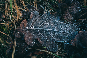 ice on the leaf