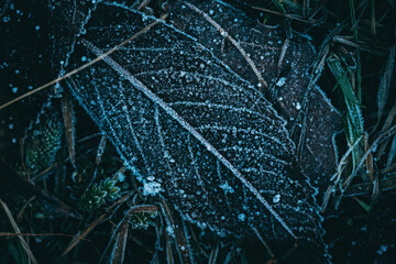 closeup of ice on the leaf