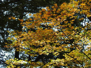 秋の森の目覚め