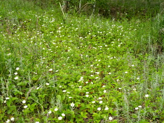 Wild forest strawberries (Fragaria vivridis Duch.) blooms in a meadow in the forest in summer. - obrazy, fototapety, plakaty