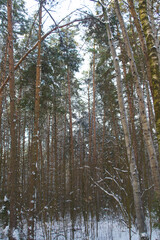 Winter Snowy Forest