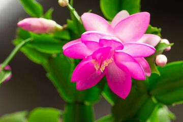 Closeup of Houseplant schlumbergera with pink flowers, parent of Christmas cactus or Thanksgiving cactus, blooms luxuriantly in December. Floriculture of a bright Decembrist plant with winter flower