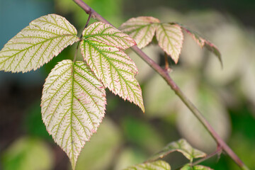 Beautiful pattern on raspberry leaves. Plant background